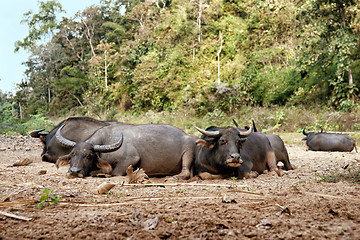 Image showing sleeping water buffalo