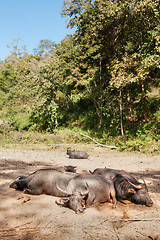 Image showing sleeping water buffalo