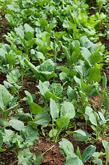 Image showing organic vegetables growing