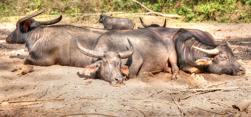 Image showing sleeping water buffalo