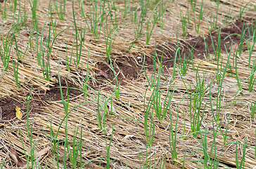 Image showing organic vegetables growing