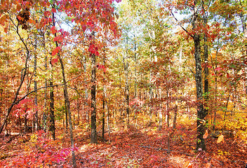 Image showing colors of autumn or fall in forest