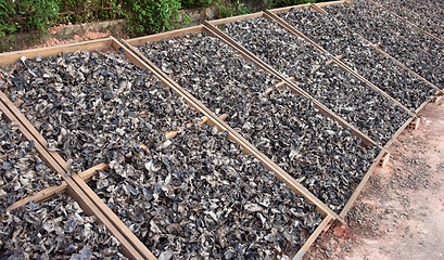 Image showing mushrooms drying in the sun