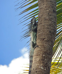 Image showing Green Iguana