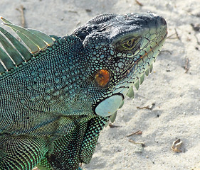 Image showing Green Iguana