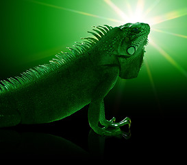 Image showing Green Iguana