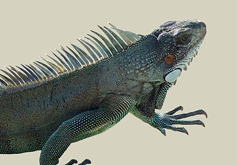 Image showing Green Iguana