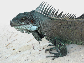 Image showing Green Iguana