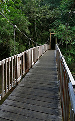 Image showing bridge in the jungle