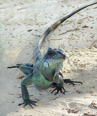 Image showing Green Iguana