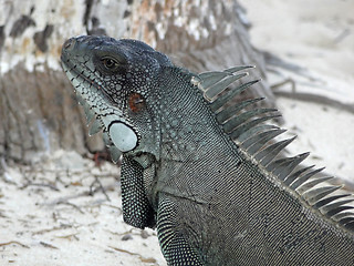 Image showing Green Iguana