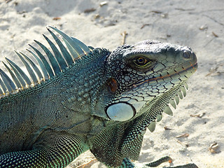 Image showing Green Iguana