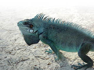 Image showing Green Iguana