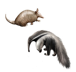 Image showing Armadillo and Giant anteater Isolated illustration on white background.