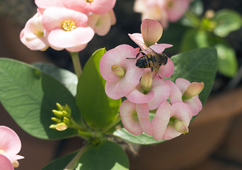 Image showing Bee and Flower