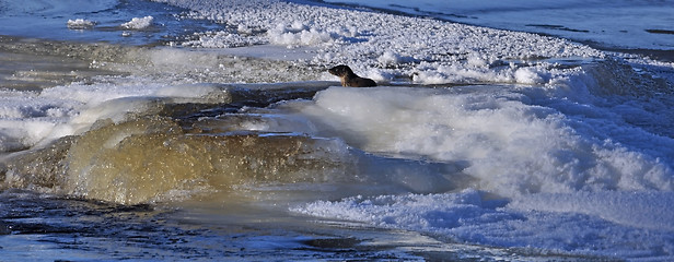 Image showing Otter in river