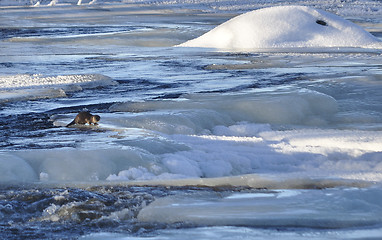 Image showing Otter in river