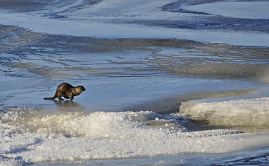 Image showing Otter in river