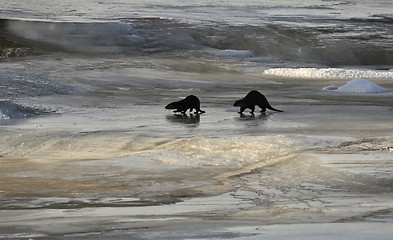 Image showing Otter in river