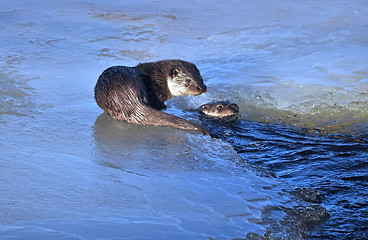 Image showing Otter in river