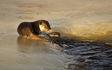 Image showing Otter in river