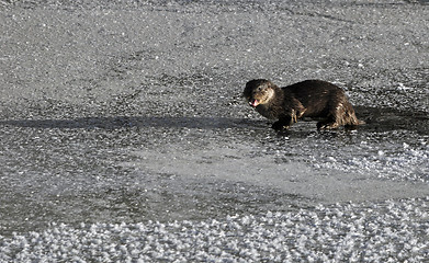 Image showing Otter in river