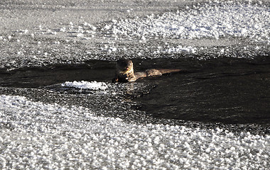 Image showing Otter in river