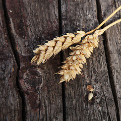 Image showing Two ears of ripe wheat