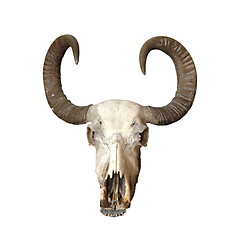 Image showing bull cranium