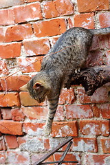 Image showing cat showing good balance