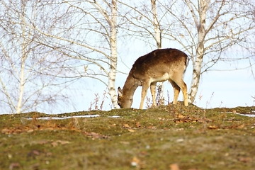 Image showing deer fawn grazing 