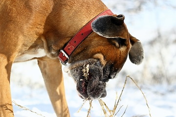 Image showing dog playing with a stick