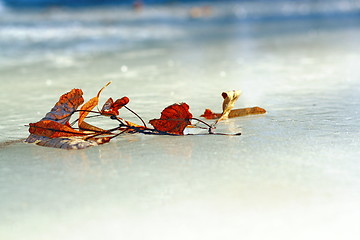 Image showing faded leaves fallen on ice