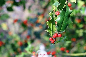 Image showing ilex aquifolium red berries
