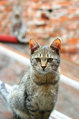 Image showing portrait of a striped cat looking at the camera , another cat in the blurry background