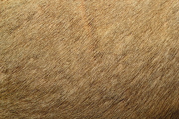 Image showing red deer textured fur