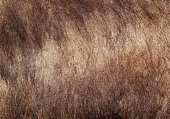 Image showing sus scrofa textured fur