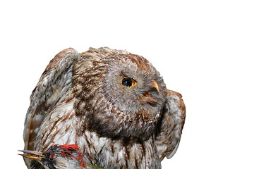 Image showing ural owl - strix uralensis