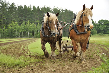 Image showing Working horse