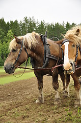 Image showing Working horse