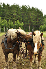 Image showing Working horse