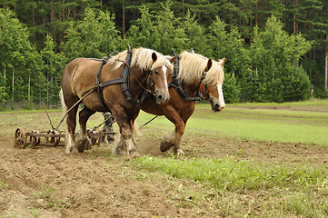 Image showing Working horse