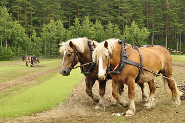 Image showing Working horse