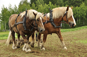 Image showing Working horse