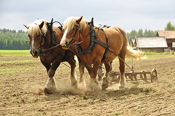 Image showing Working horse