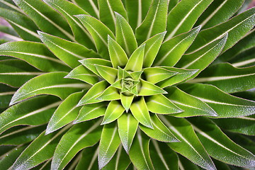 Image showing Lobelia, Uganda