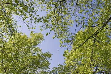 Image showing Springtime in Denmark