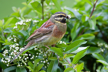 Image showing Cirl Bunting