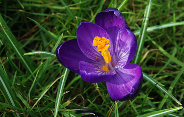 Image showing Delicate purple springtime crocus