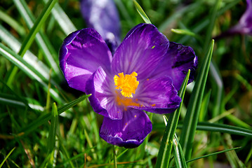 Image showing Closeup of a purple crocus bloom in the grass